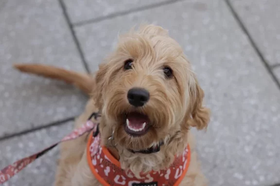 Dog-enjoying-visit-to-Dalton-Park