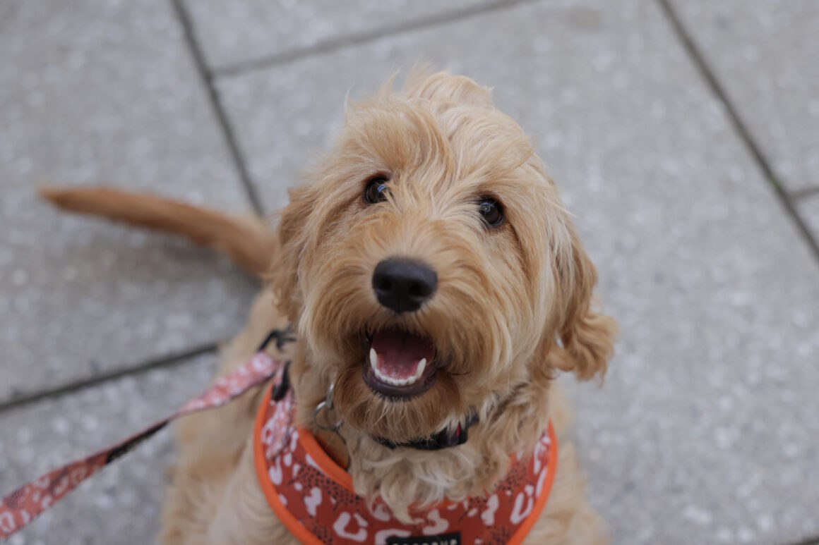 Dog-enjoying-visit-to-Dalton-Park