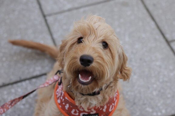 Dog-enjoying-visit-to-Dalton-Park