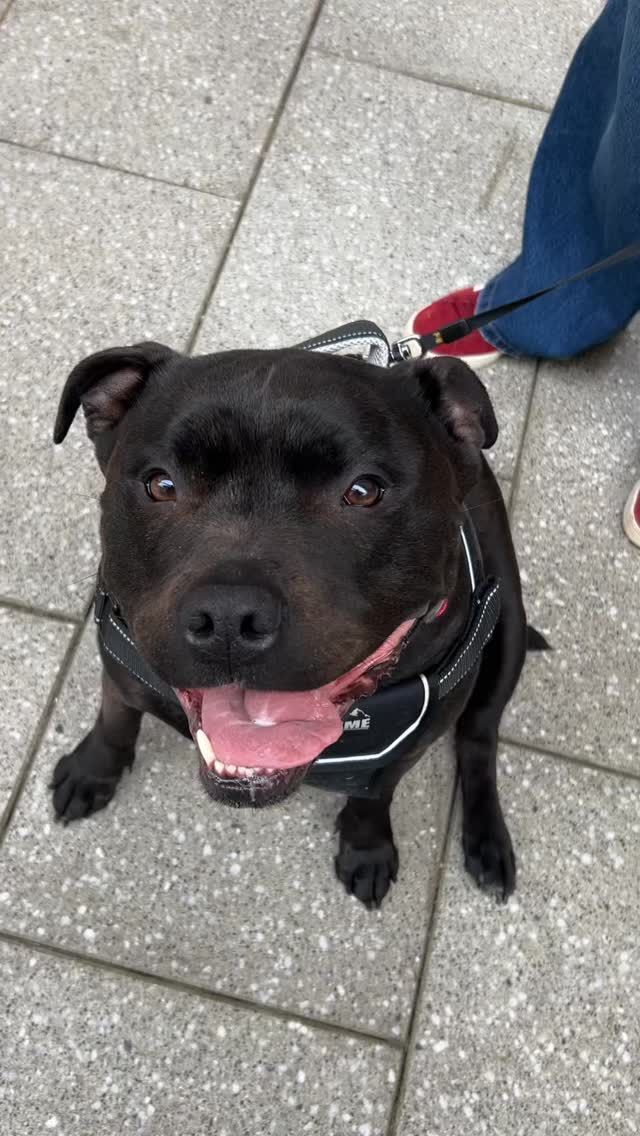 Paws up if you love Dalton Park🐾✨Dogs are welcome at Dalton Park as we’re a dog-friendly destination! It’s the paw-fect excuse for a day out 🐶❤️Don’t forget to tag us in your paw-some pics next time you visit too! We love to see them📸🐕#dogfriendly #shopping #daltonpark #northeast #dogfriendlyshopping #outlet