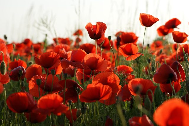 On Remembrance Sunday, 9th November, and Armistice Day, Tuesday 11th November, we will observe a two minutes’ silence to honour and remember the sacrifices of servicemen and women involved in the two world wars and later conflicts.Please help us observe the silence as we pay our respects. Thank you, Dalton Park.