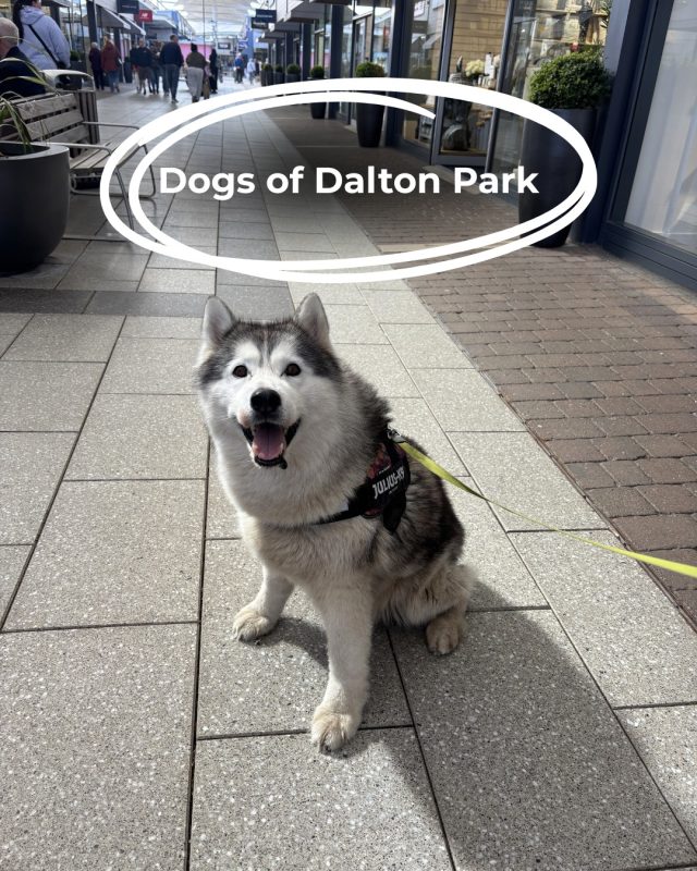 Swipe along to meet some of our furry regulars 🐶🐾We're proud to have been dog-friendly for 3 whole years, and we've loved every moment! 🥹👉🏻 Don't forget to tag us in your doggy days out at Dalton Park!
