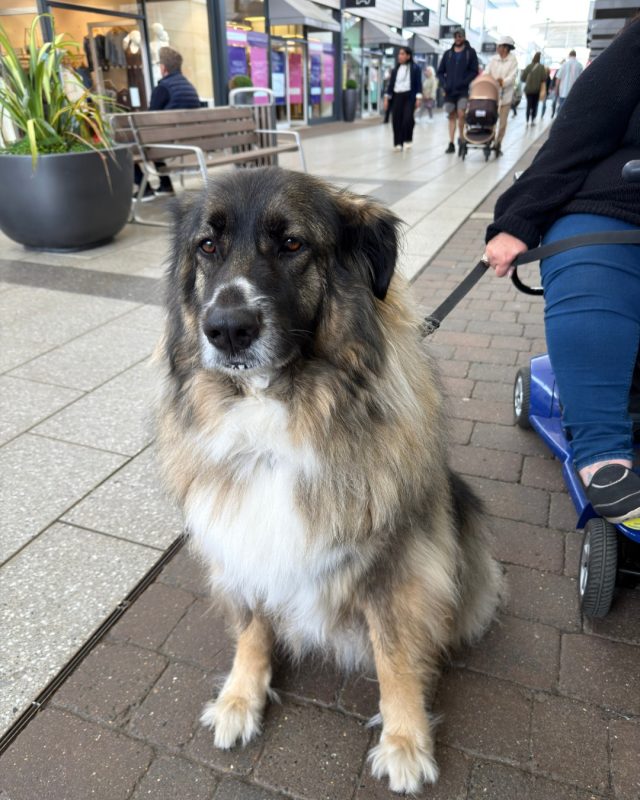 You asked, we delivered ๐ฅน๐พSwipe to meet some of our four-legged regulars!